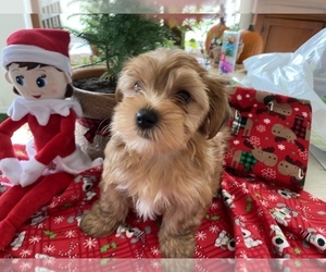 Morkie-Yorkshire Terrier Mix Puppy for Sale in CAPE CORAL, Florida USA