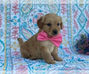 Goldendoodle Puppy for sale in LANCASTER, PA, USA