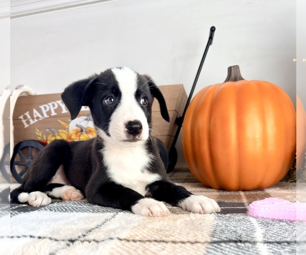 Medium Photo #4 Border Collie Puppy For Sale in GREENFIELD, IN, USA