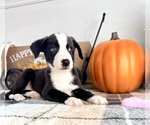 Small #3 Border Collie