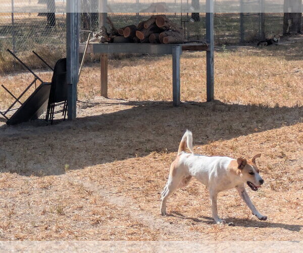Medium Photo #1 Anatolian Shepherd-Labrador Retriever Mix Puppy For Sale in Orange Grove, TX, USA