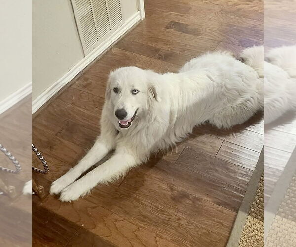 Medium Photo #9 Great Pyrenees Puppy For Sale in Spring, TX, USA