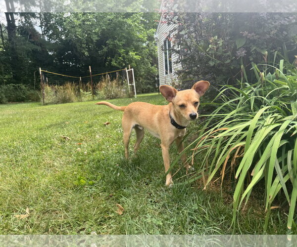 Medium Photo #7 Rat-Cha Puppy For Sale in Jackson Township, NJ, USA