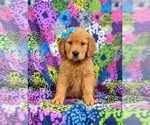 Small Photo #4 Golden Retriever Puppy For Sale in NARVON, PA, USA