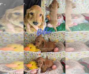 Dachshund Puppy for sale in RUSH CITY, MN, USA