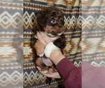 Small Photo #14 Miniature Australian Shepherd Puppy For Sale in ADAIR VILLAGE, OR, USA