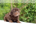 Small #3 ShihPoo