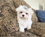 Small #2 Maltese