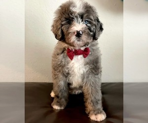 Bernedoodle Puppy for sale in BREMERTON, WA, USA
