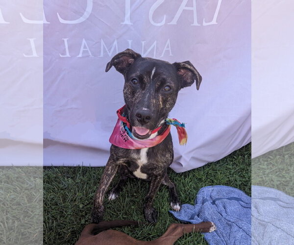 Medium Photo #21 Mutt Puppy For Sale in Woodbury, NY, USA
