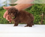 Small #1 ShihPoo
