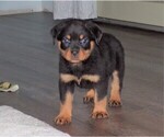 Small Photo #7 Rottweiler Puppy For Sale in APPLE CREEK, OH, USA