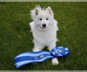 Mother of the Samoyed puppies born on 11/05/2023
