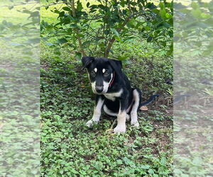 Labrador Retriever-Unknown Mix Dogs for adoption in Brewster, NY, USA