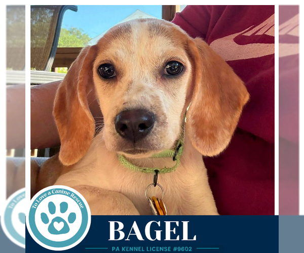 Medium Photo #3 Beagle-Unknown Mix Puppy For Sale in Kimberton, PA, USA
