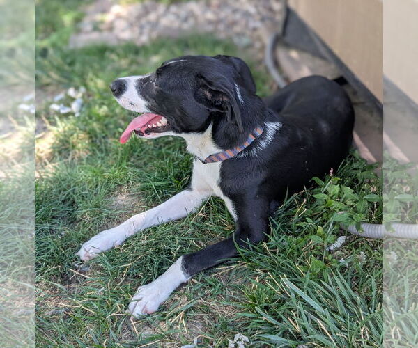 Medium Photo #3 Labrador Retriever-Unknown Mix Puppy For Sale in Fenton, MO, USA