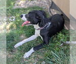 Small #2 Labrador Retriever Mix