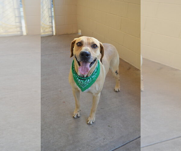 Medium Photo #3 Labrador Retriever-Unknown Mix Puppy For Sale in McKinney, TX, USA