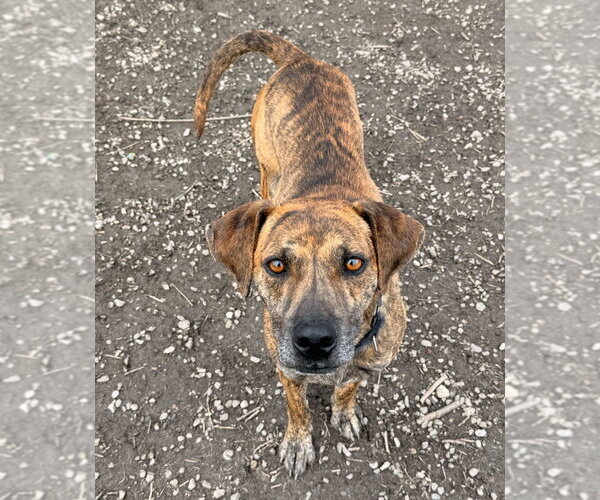 Medium Photo #13 Mutt Puppy For Sale in Elmsford, NY, USA