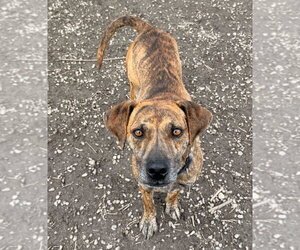 Ukulele - Male Mutt Dog for Adoption - Photo #13