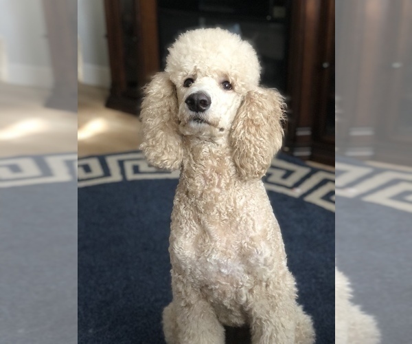 Medium Photo #1 Poodle (Standard) Puppy For Sale in MODESTO, CA, USA