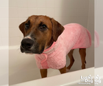 Small #6 Labrador Retriever-Retriever  Mix