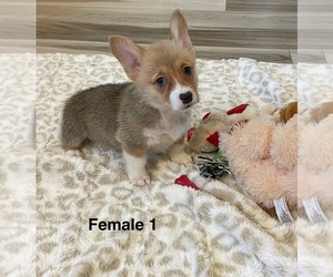 Pembroke Welsh Corgi Puppy for sale in GUTHRIE, KY, USA