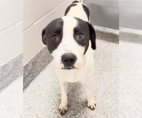 Medium Photo #2 Mutt Puppy For Sale in Houston, TX, USA