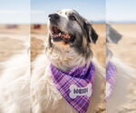 Small #2 Anatolian Shepherd-Great Pyrenees Mix