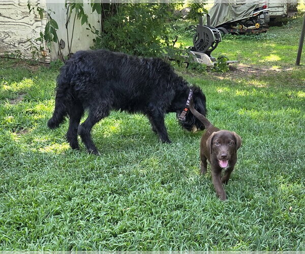 Medium Photo #3 Labrador Retriever Puppy For Sale in Brooklyn Center, MN, USA