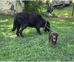 Small #2 Labrador Retriever
