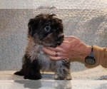 Small #35 Yorkiepoo mix (+ Poodle Toy)