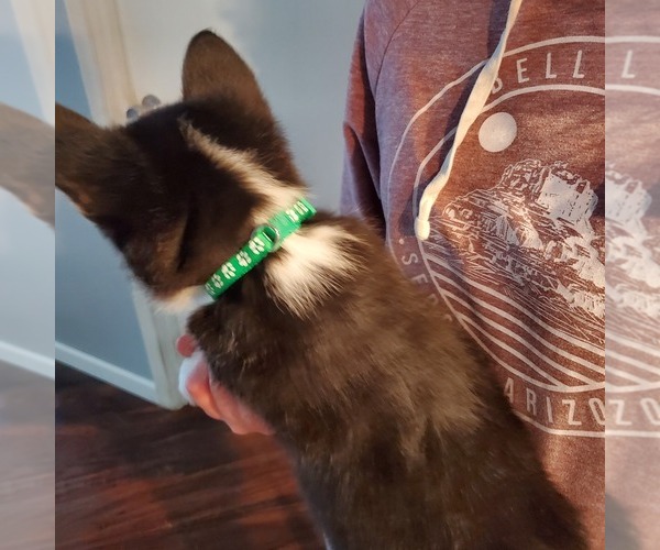 Medium Photo #4 Pembroke Welsh Corgi Puppy For Sale in GRAHAM, WA, USA