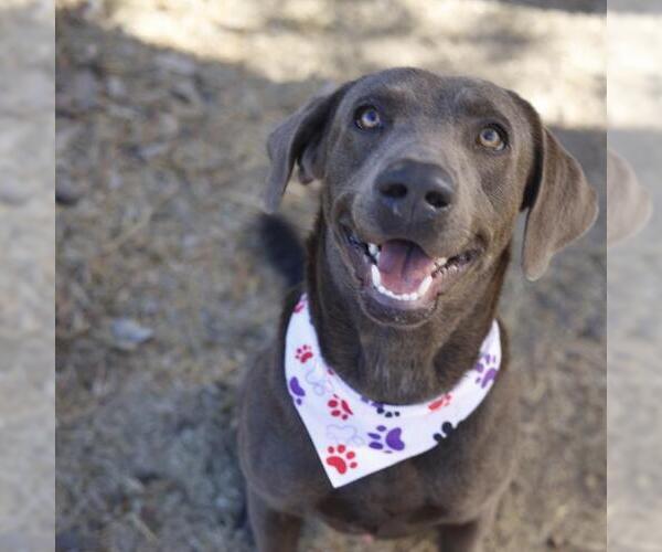 Medium Photo #1 Blue Lacy-Unknown Mix Puppy For Sale in San Antonio, TX, USA
