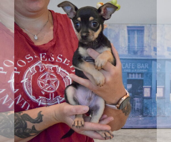 Medium Photo #5 Chihuahua Puppy For Sale in Huntley, IL, USA