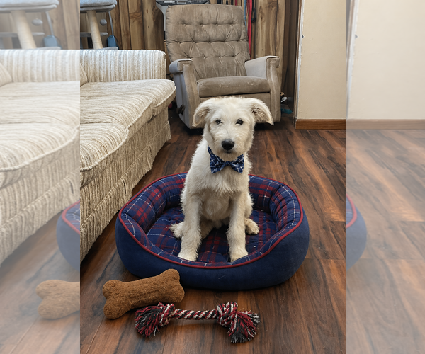 Medium Photo #6 Golden Retriever-Unknown Mix Puppy For Sale in Mt. Laurel, NJ, USA
