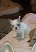 Small Photo #4 French Bulldog Puppy For Sale in AURORA, TX, USA