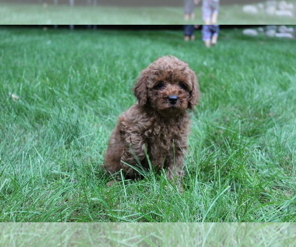 Medium Photo #2 Poodle (Miniature) Puppy For Sale in EVART, MI, USA