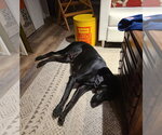 Small #9 Doberman Pinscher