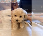 Small Photo #6 Maltipoo (Miniature) Puppy For Sale in ALEXANDRIA, VA, USA