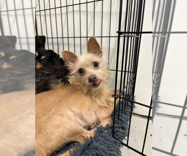 Medium Photo #2 Mutt Puppy For Sale in Studio City, CA, USA