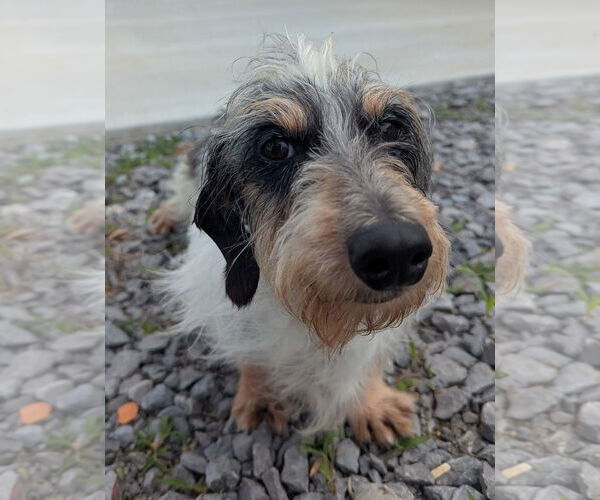 Medium Photo #2 Dachshund Puppy For Sale in Shelbyville, TN, USA