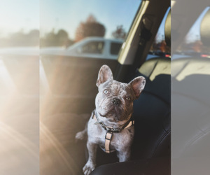 Father of the French Bulldog puppies born on 07/23/2022