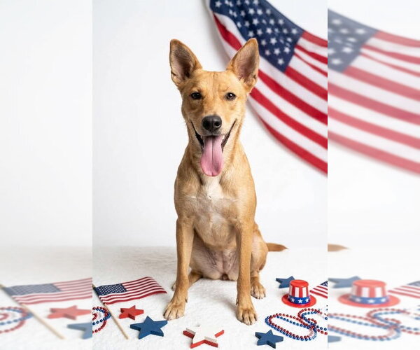 Medium Photo #8 Australian Kelpie-Golden Retriever Mix Puppy For Sale in Germantown, OH, USA