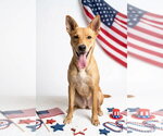 Small #7 Australian Kelpie-Golden Retriever Mix