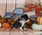 Small Photo #3 Miniature Australian Shepherd Puppy For Sale in EVANS, CO, USA