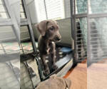 Small Photo #6 Great Dane Puppy For Sale in FLOWERY BRANCH, GA, USA