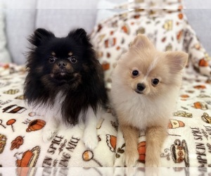 Pomeranian Puppy for sale in DICKINSON, TX, USA