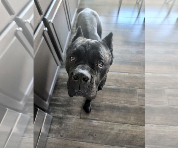 Medium Photo #5 Mutt Puppy For Sale in Goodyear, AZ, USA