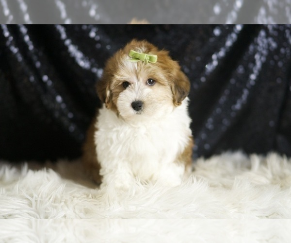 Medium Photo #4 YorkiePoo Puppy For Sale in WARSAW, IN, USA